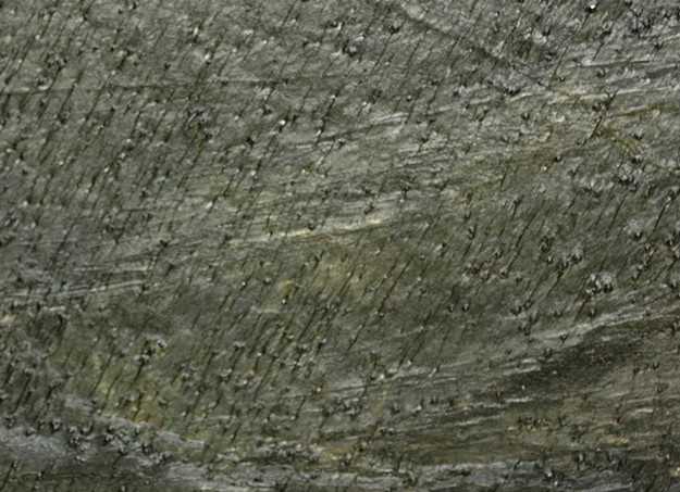 Green Honed Bridlica